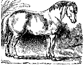 We're not horsing around. 
These are the real deal.
