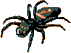 A spider exploring the web.